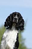SPRINGER SPANIEL 010